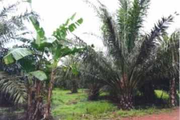 A parcel of agricultural land with palm oil trees.