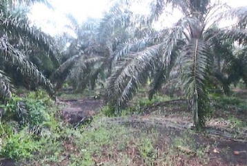 Agricultural land with 2 units of house and palm oil trees