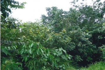 Vacant agricultural land